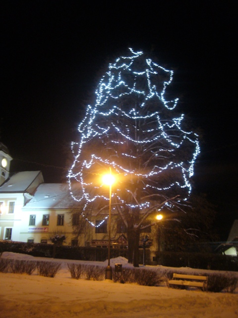 osvětlená lípa